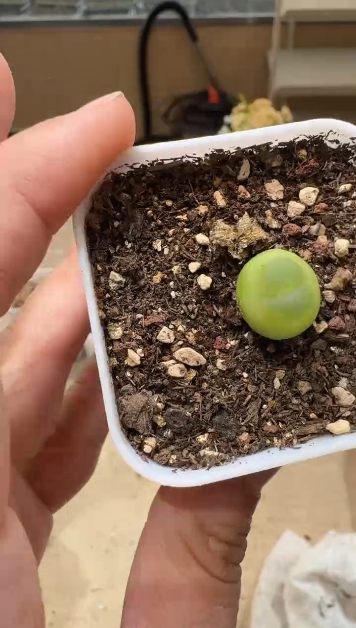 多肉植物肉锥3-267