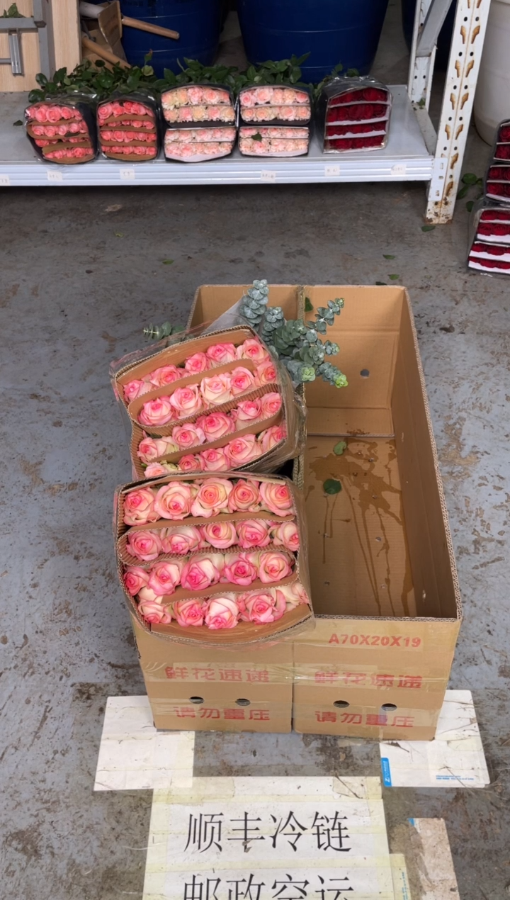 艾沙60枝+尤加利