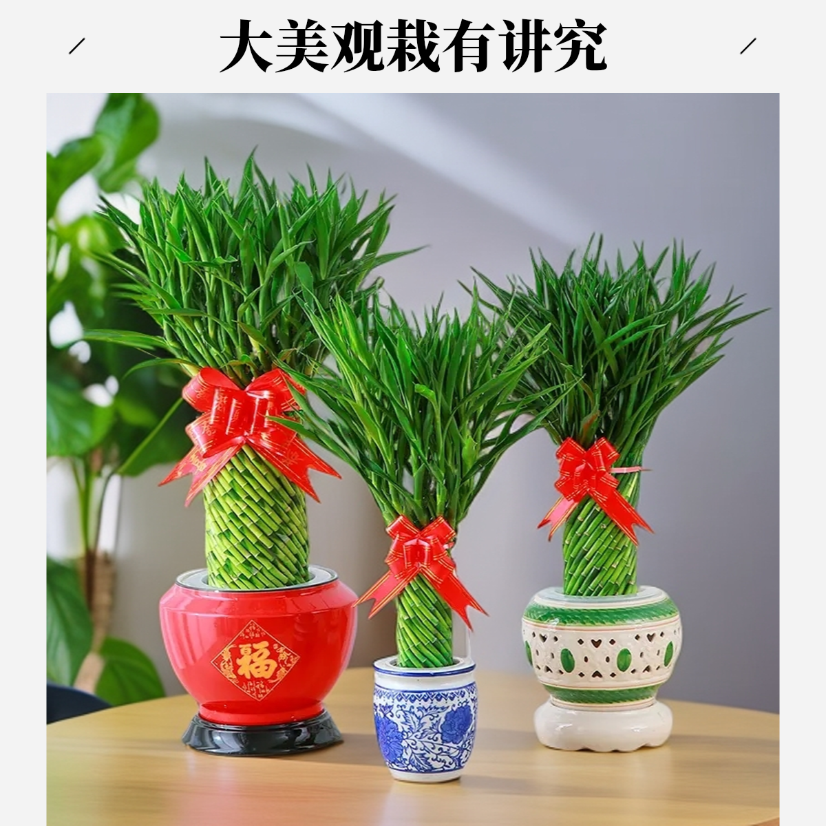 富贵竹植物水养文昌竹客厅室内四季招财大型绿植办公室绿植室内