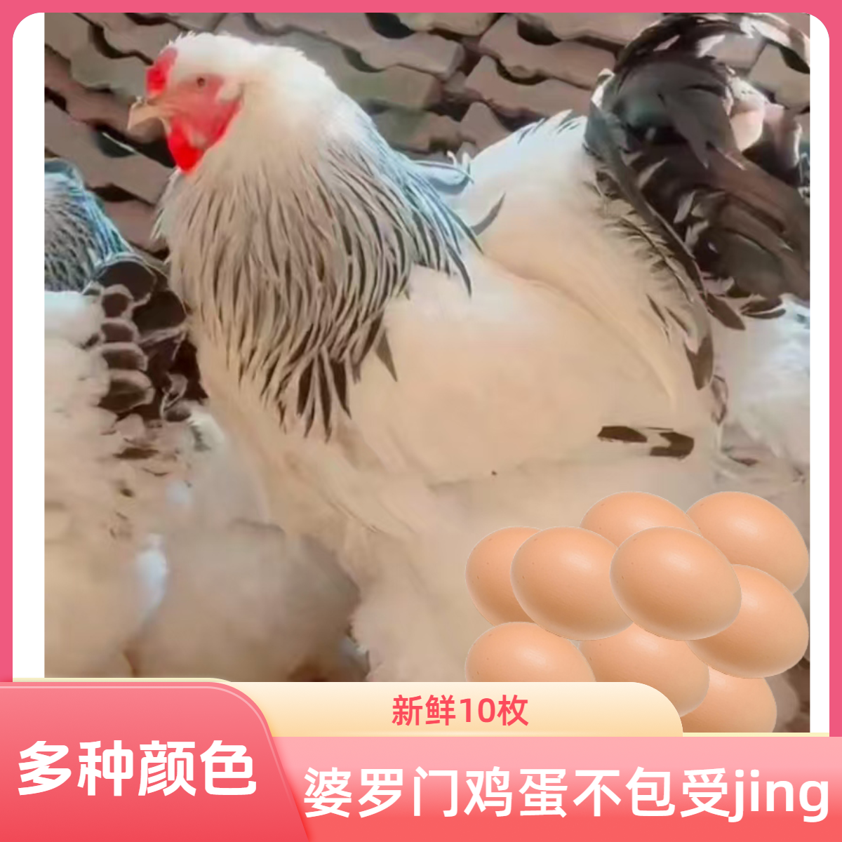 婆罗门混色新鲜鸡蛋10枚