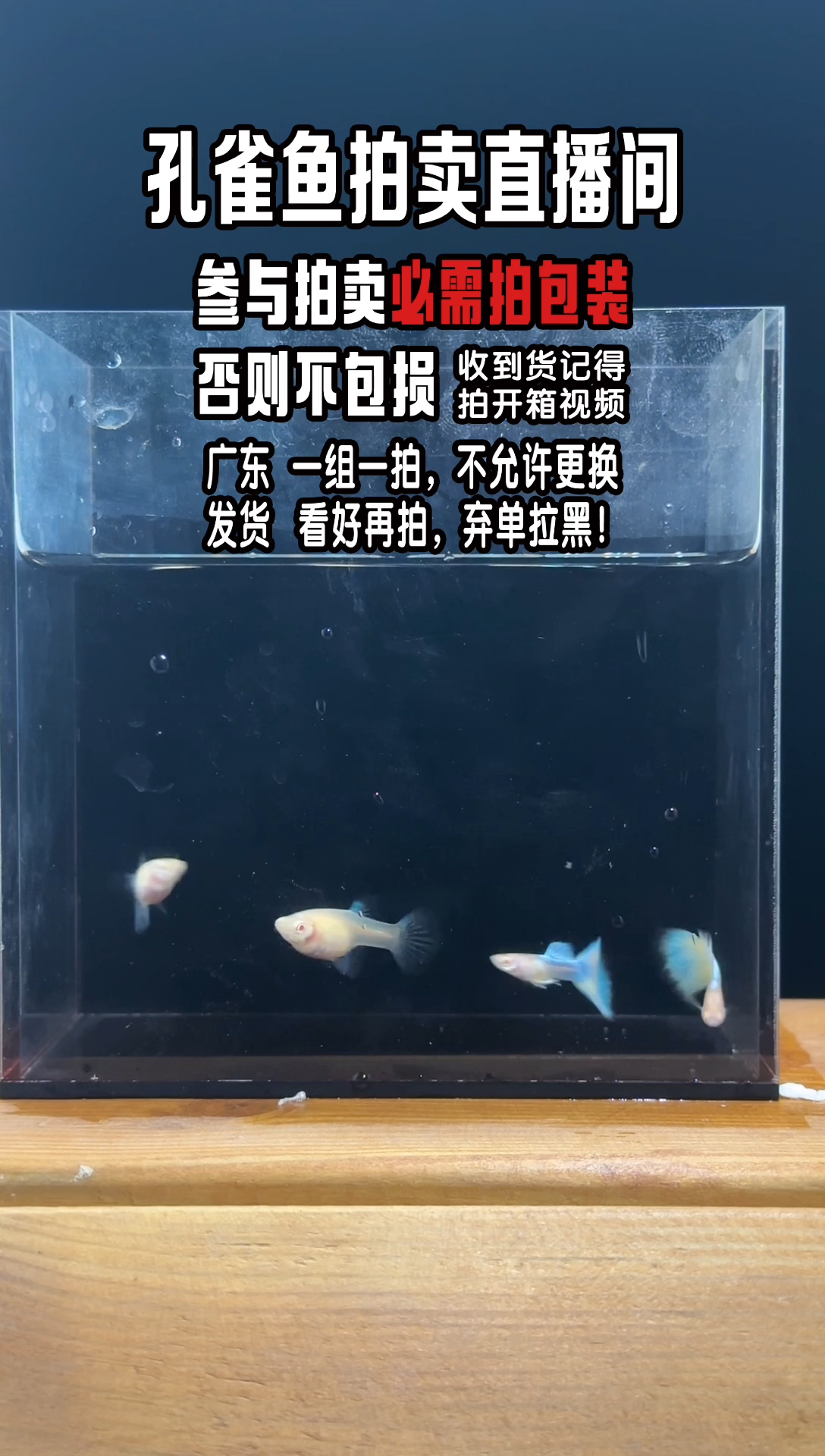 孔雀鱼天空蓝亚成2对