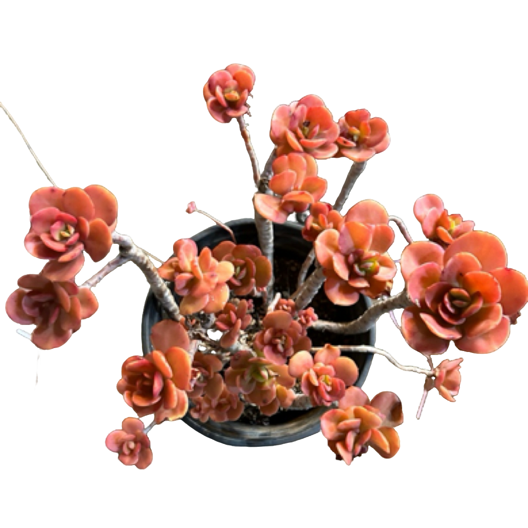 眼镜多肉（精控红梅）整装老桩飘枝盆栽盆景多肉