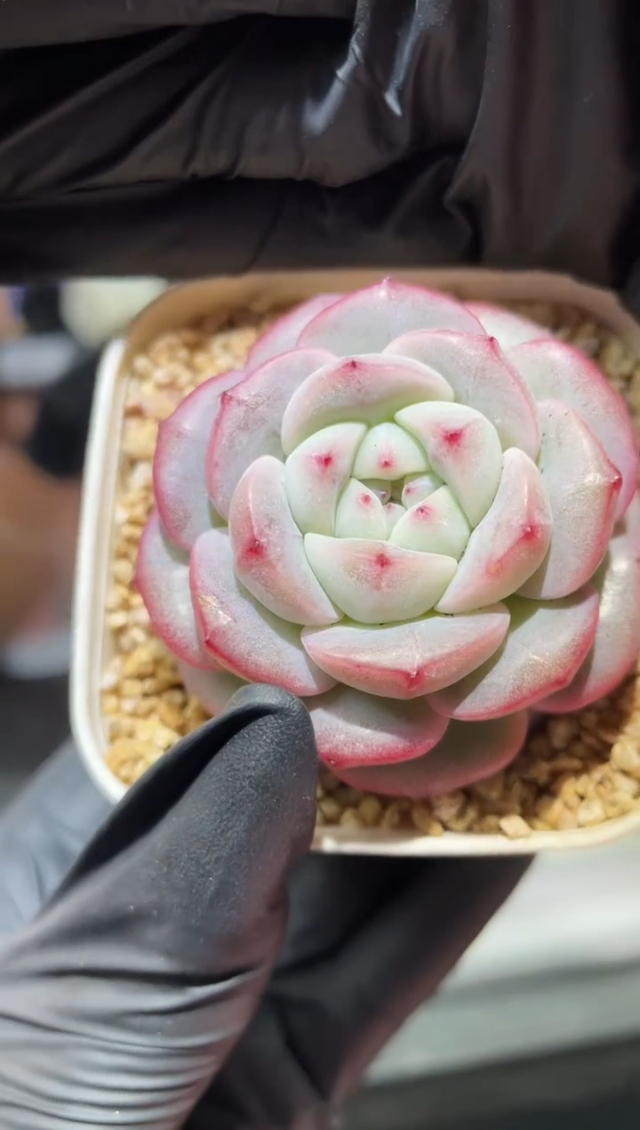 闪购583 大胖胖多肉一颗 