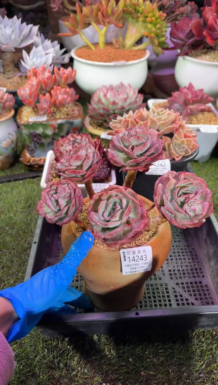 【闪购商品】14243