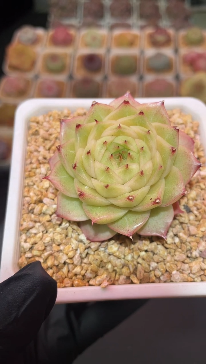 闪购3342 灵犀多肉一颗  4-4.5厘米