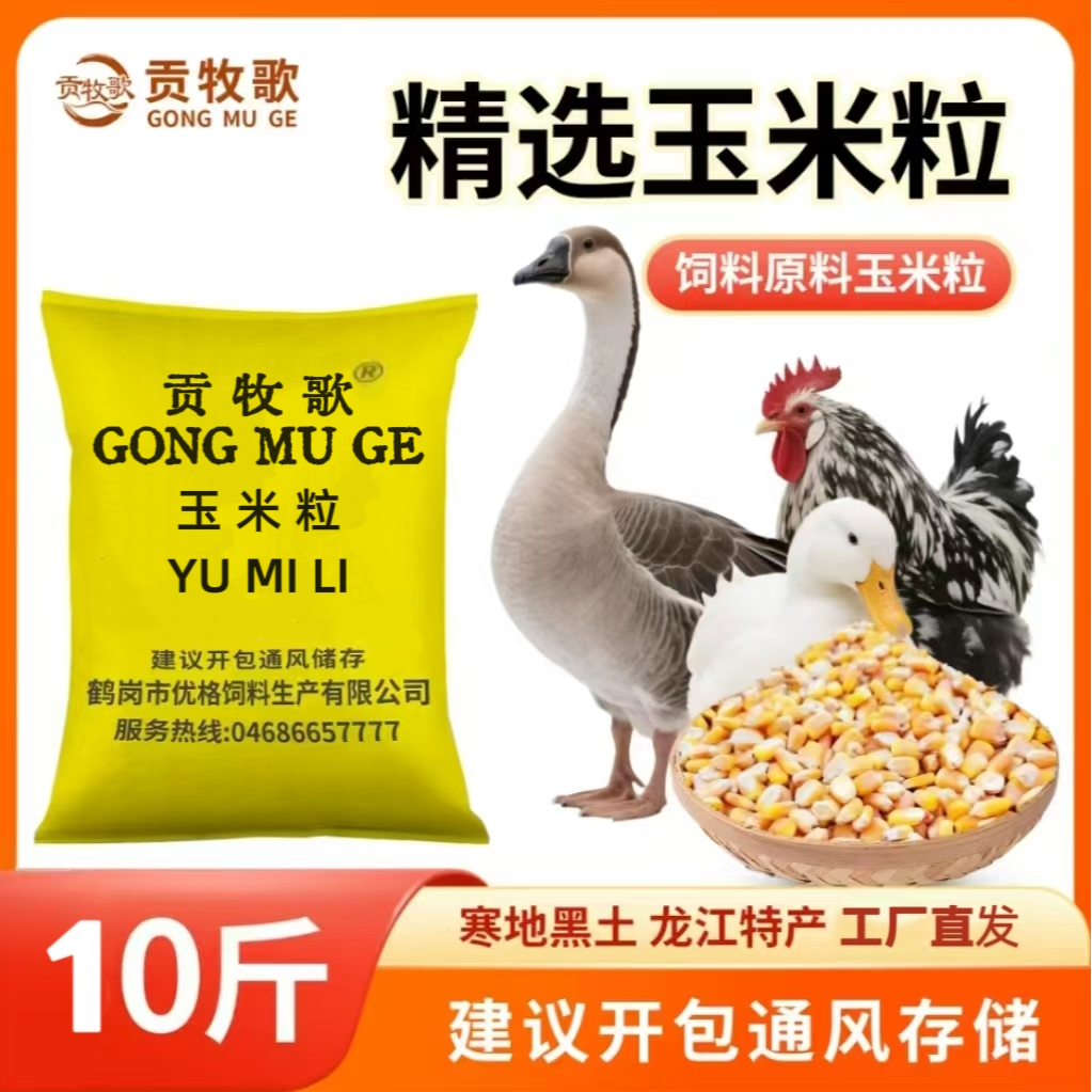 贡牧歌精选玉米粒颗粒均匀可作鸡鸭鹅牛羊猪饲料及钓鱼打窝用