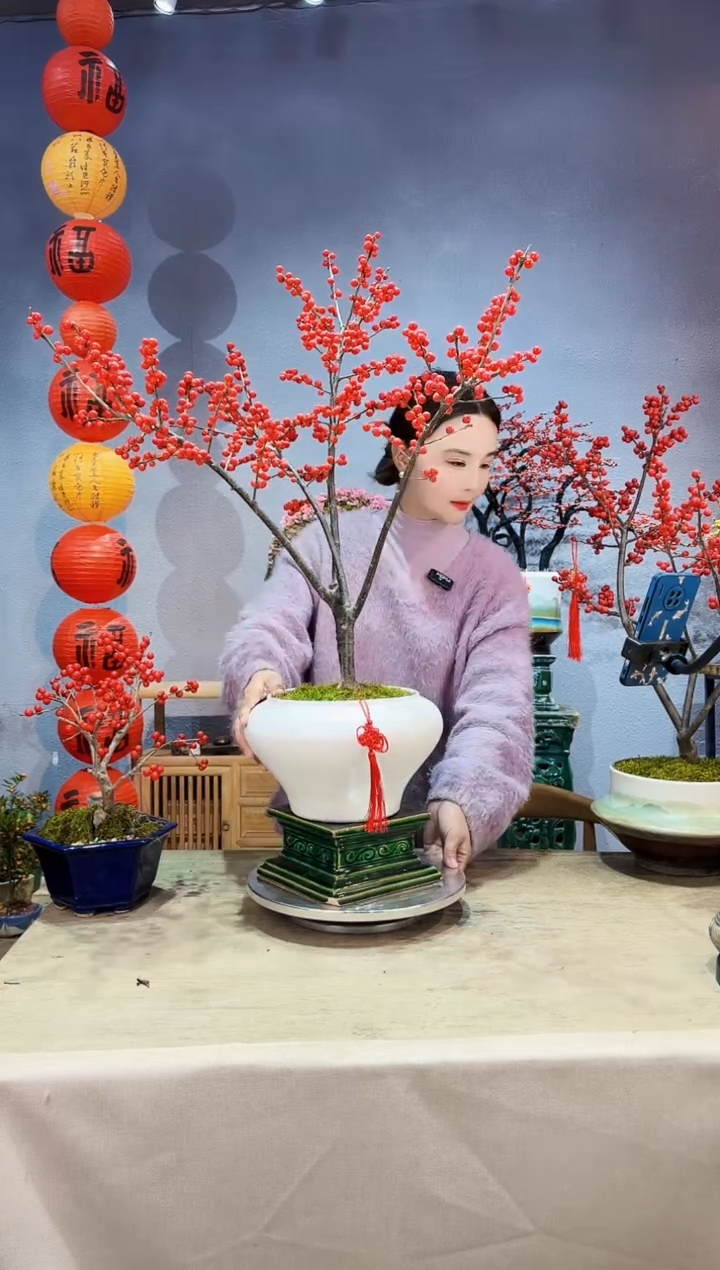 【闪购商品】盆景北美冬青