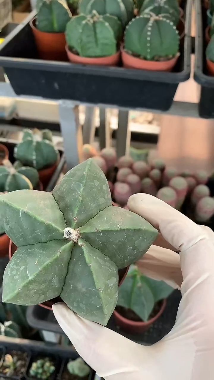 大号 五角鸾凤玉 9厘米左右