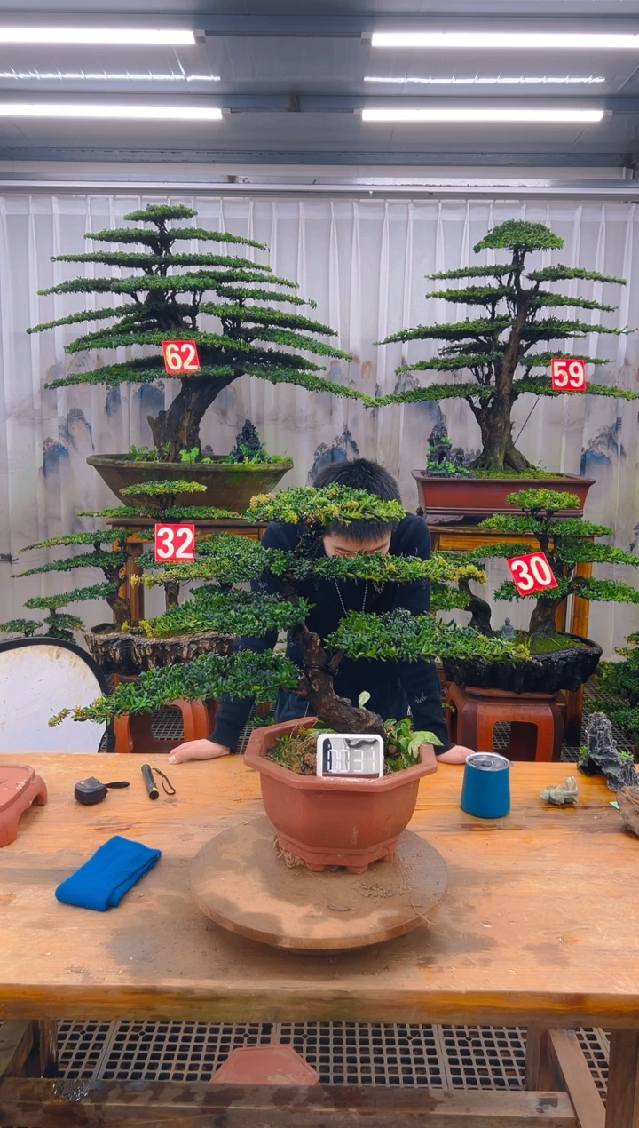 无花朵精品盆景直播间一物一 拍