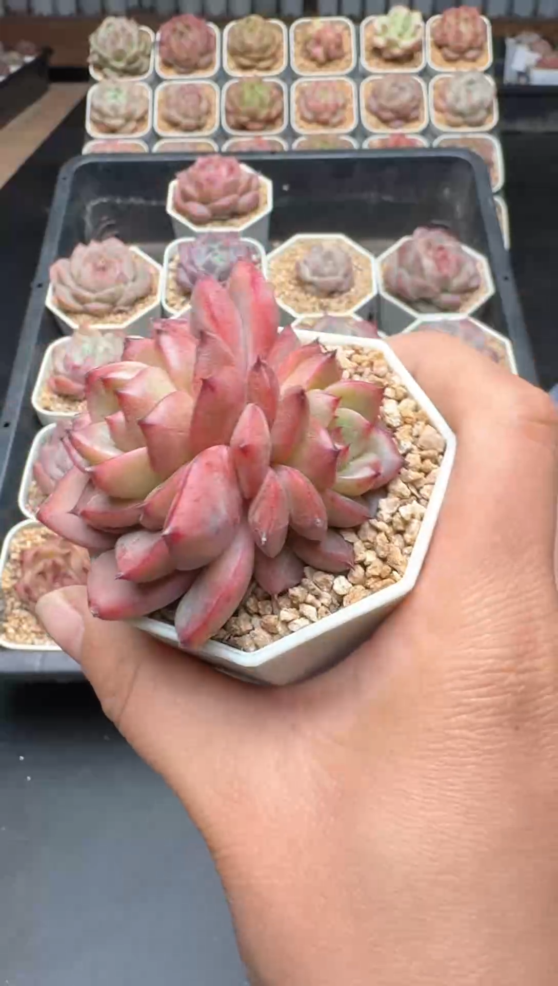 【闪购商品】510A号一物一拍多肉花卉植物拍3颗起发