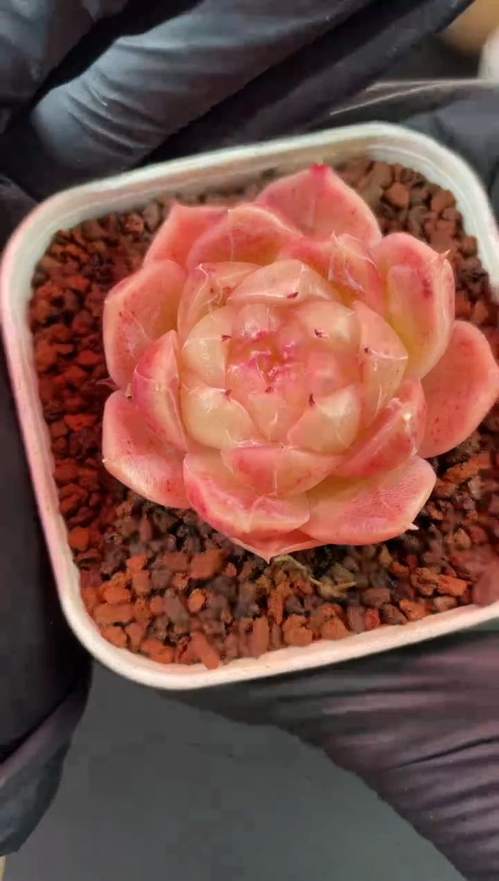 闪购1681  池中物多肉一颗  3.8-4厘米