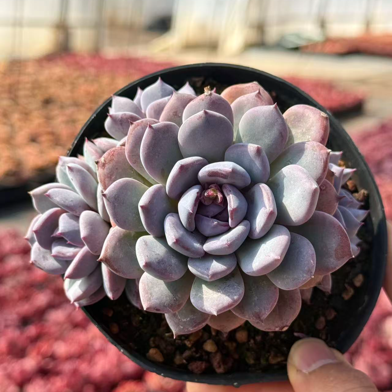10#迷雾花园三头多肉植物  前男友精品多肉 SM0672