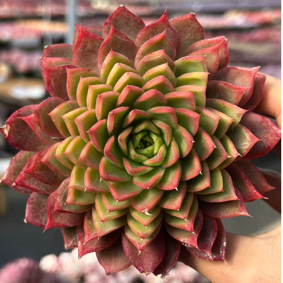 9#Seven Lucky双十一宠粉惊喜版多肉植物  前男友精品多肉SM1341