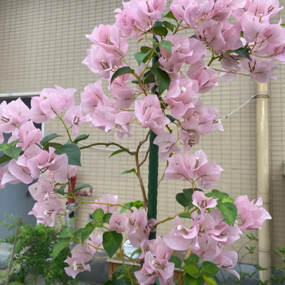 【暗斑丽人】超新勤花品种原盆原土带花带叶基地直发