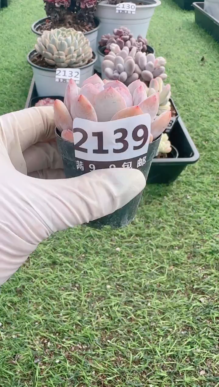 【闪购商品】信服多肉一物一拍