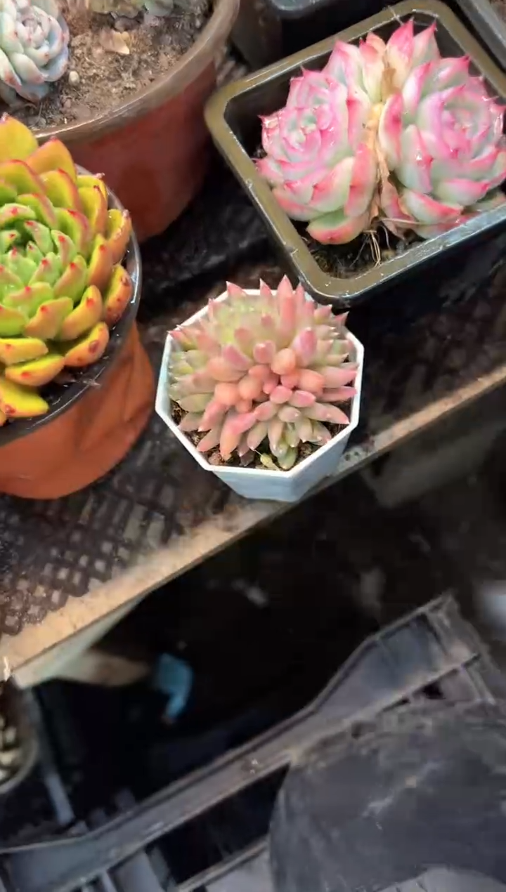 那**芳多肉植物一物一拍13450