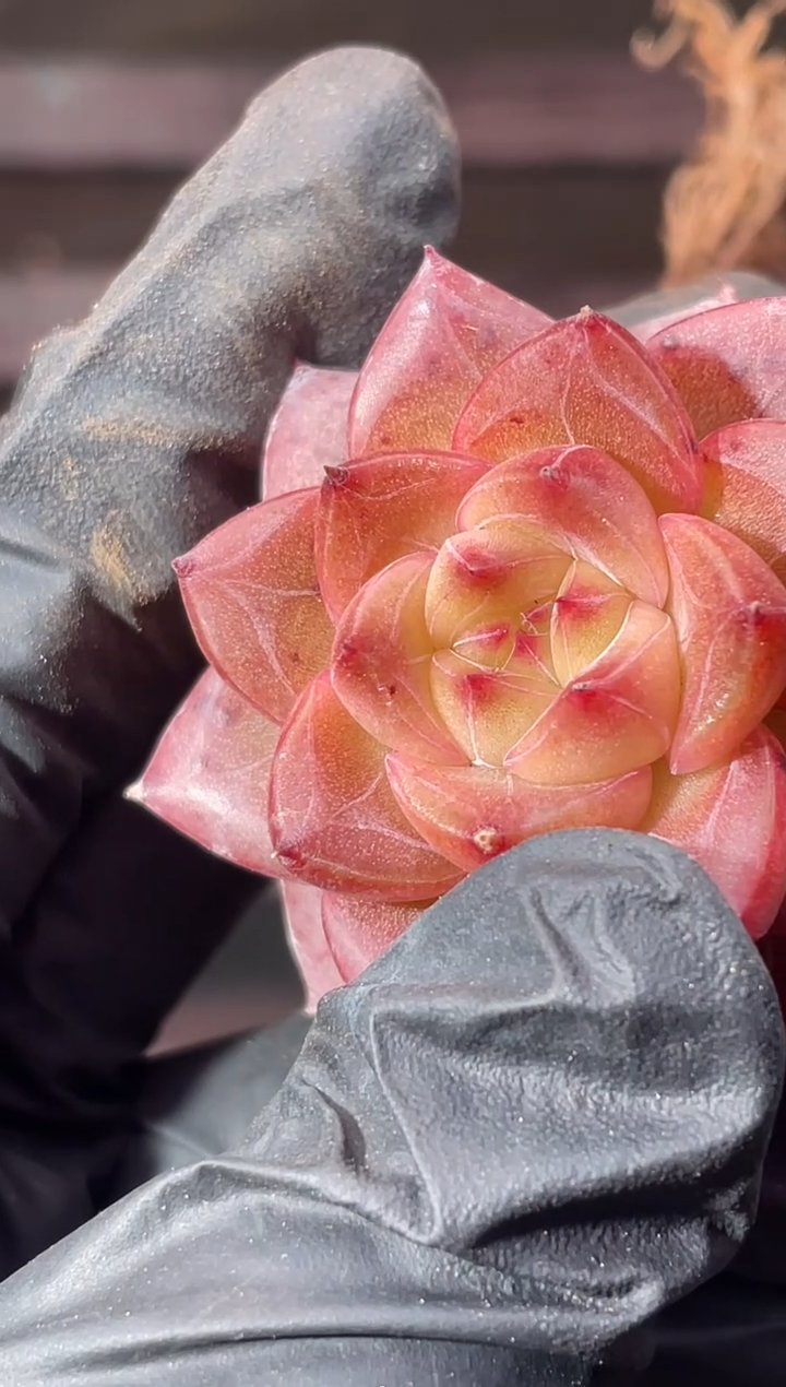 13-98嘲笑2-3厘米量拍发一颗