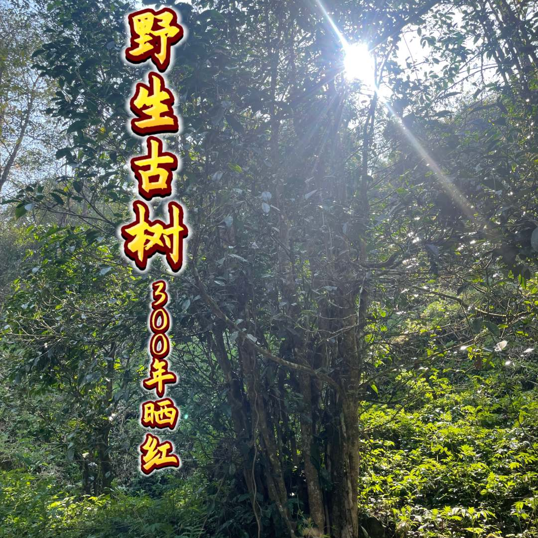 {2025明前——晒红}300年野生古树滇红、果香花香、鲜爽鲜甜细腻醇厚