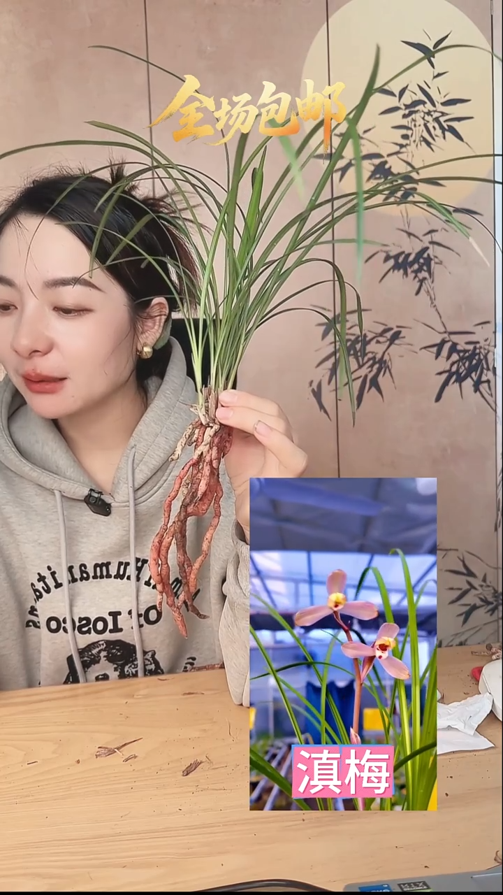 当前无花栽培后可以开花：滇梅