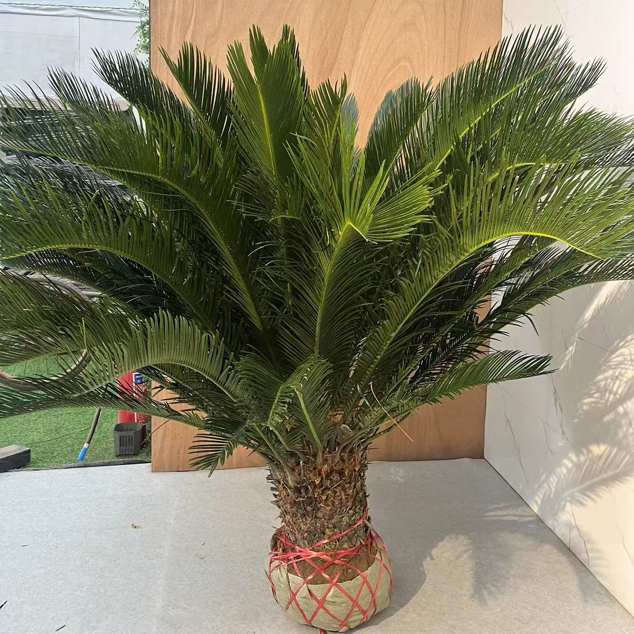 铁树绿植庭院种植耐寒耐旱室内室外养护造型美观种植袋原土发货