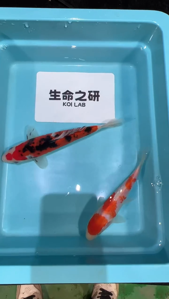 锦鲤坂井当岁小牙签