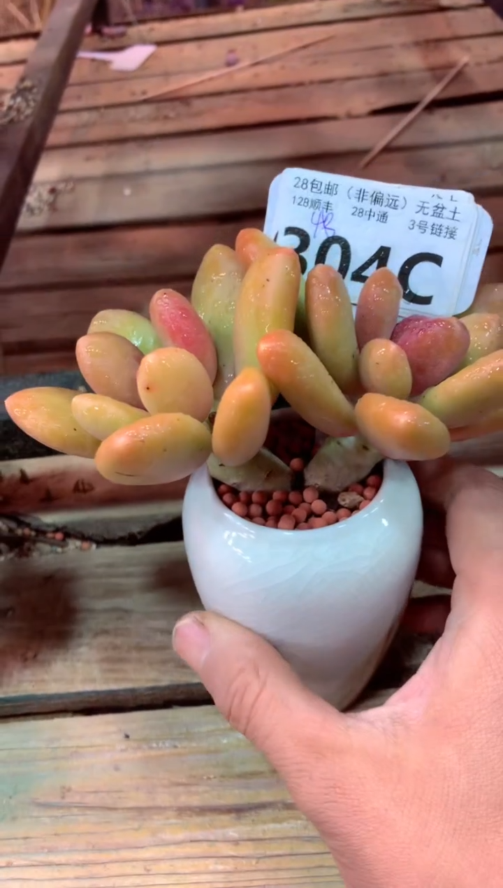 304C（一物一拍，精品多肉，w所见即所得 ）