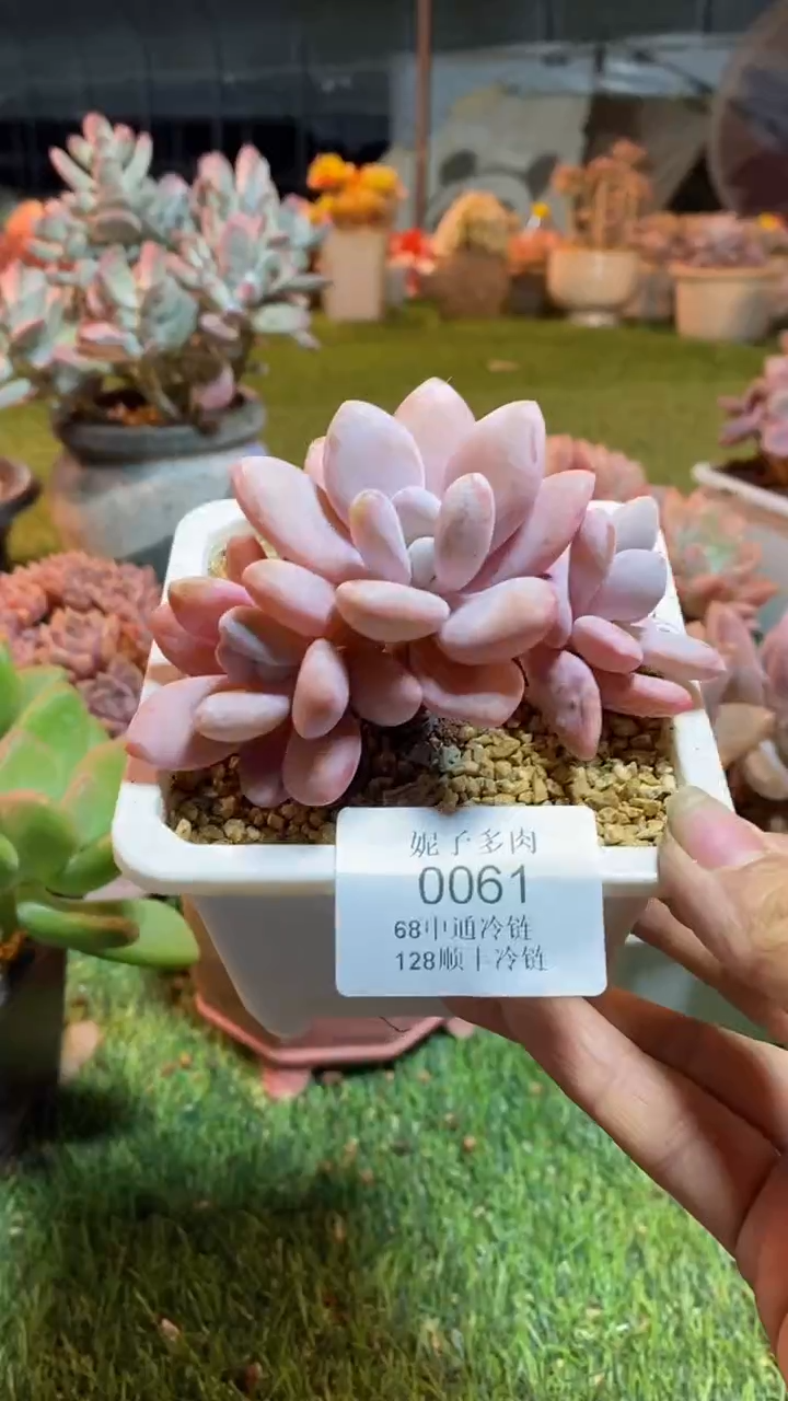 0061《满28包邮发货》