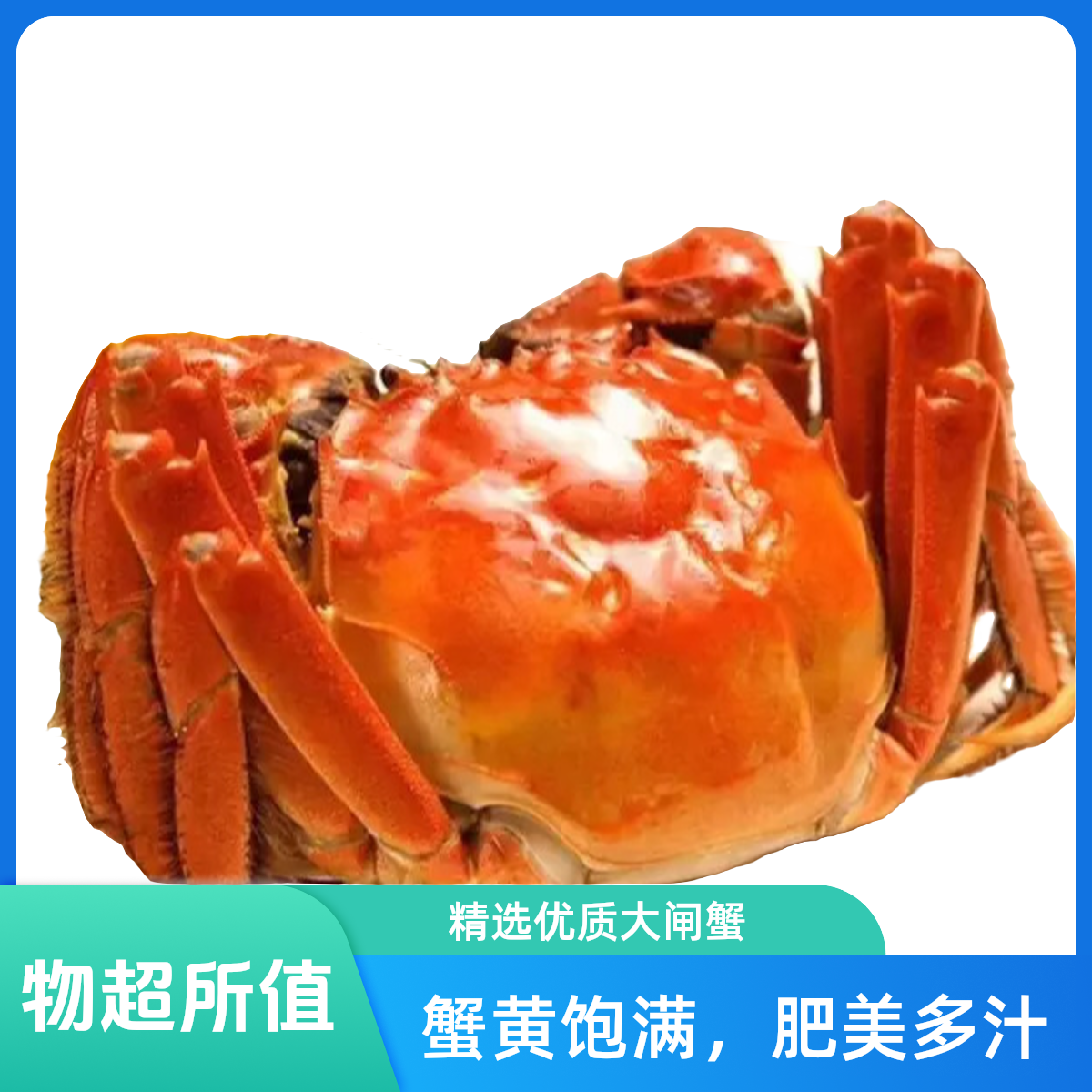 【活蟹】鲜活大闸蟹8只全母蟹1.1-1.4两/只正宗鲜活江苏大闸蟹