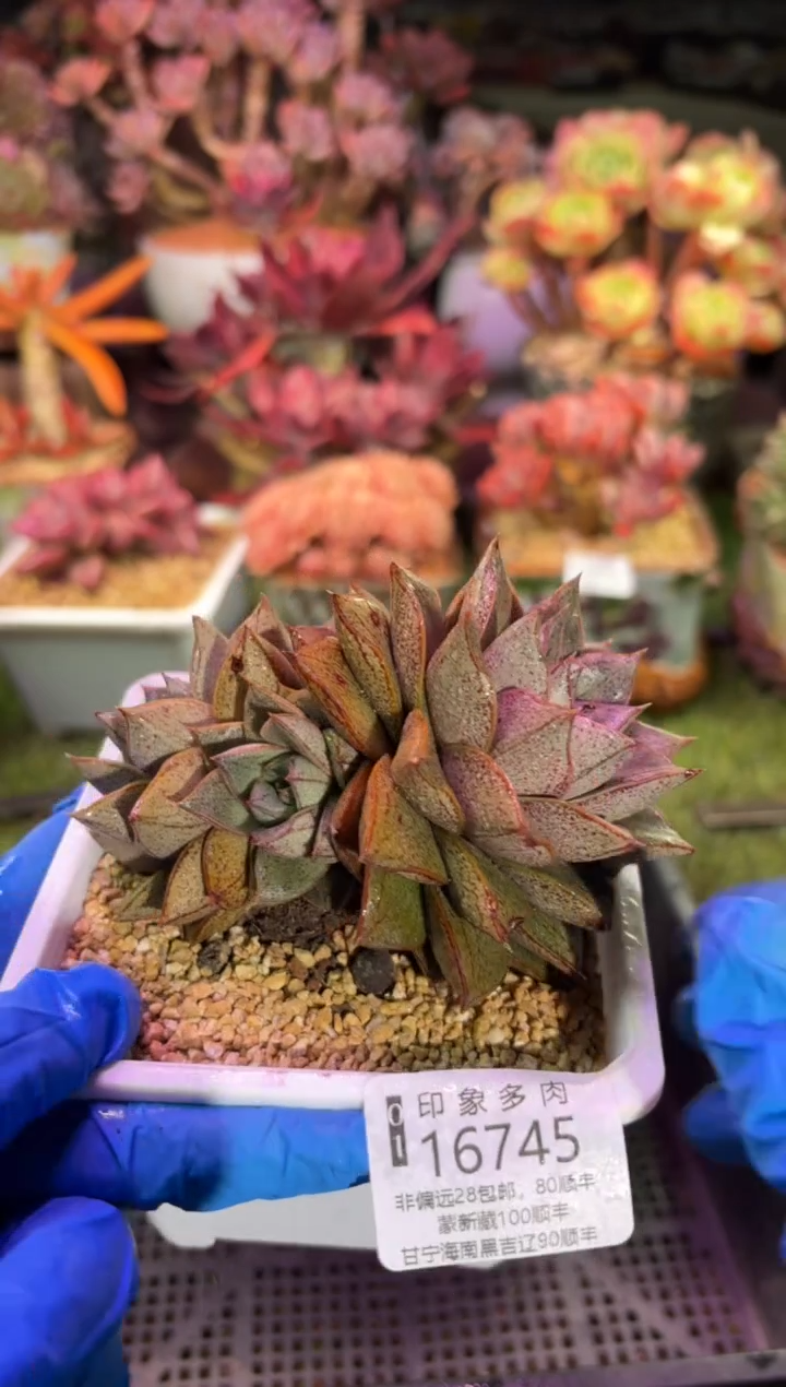 【闪购商品】16745