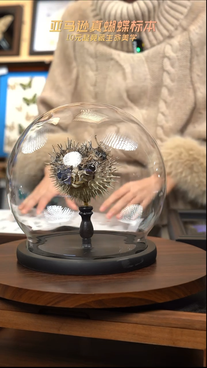 动物标本摆件竞拍d951