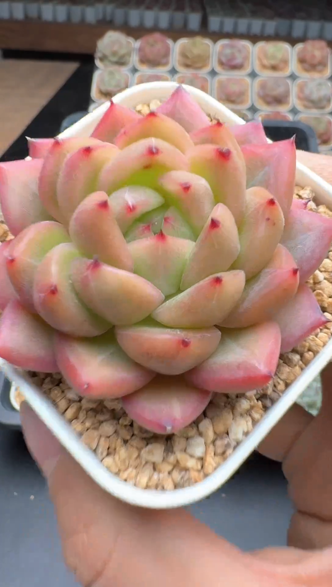 【闪购商品】738E号一物一拍多肉花卉植物3颗起发