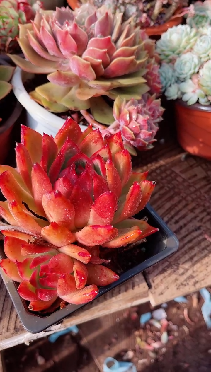 【闪购商品】23286