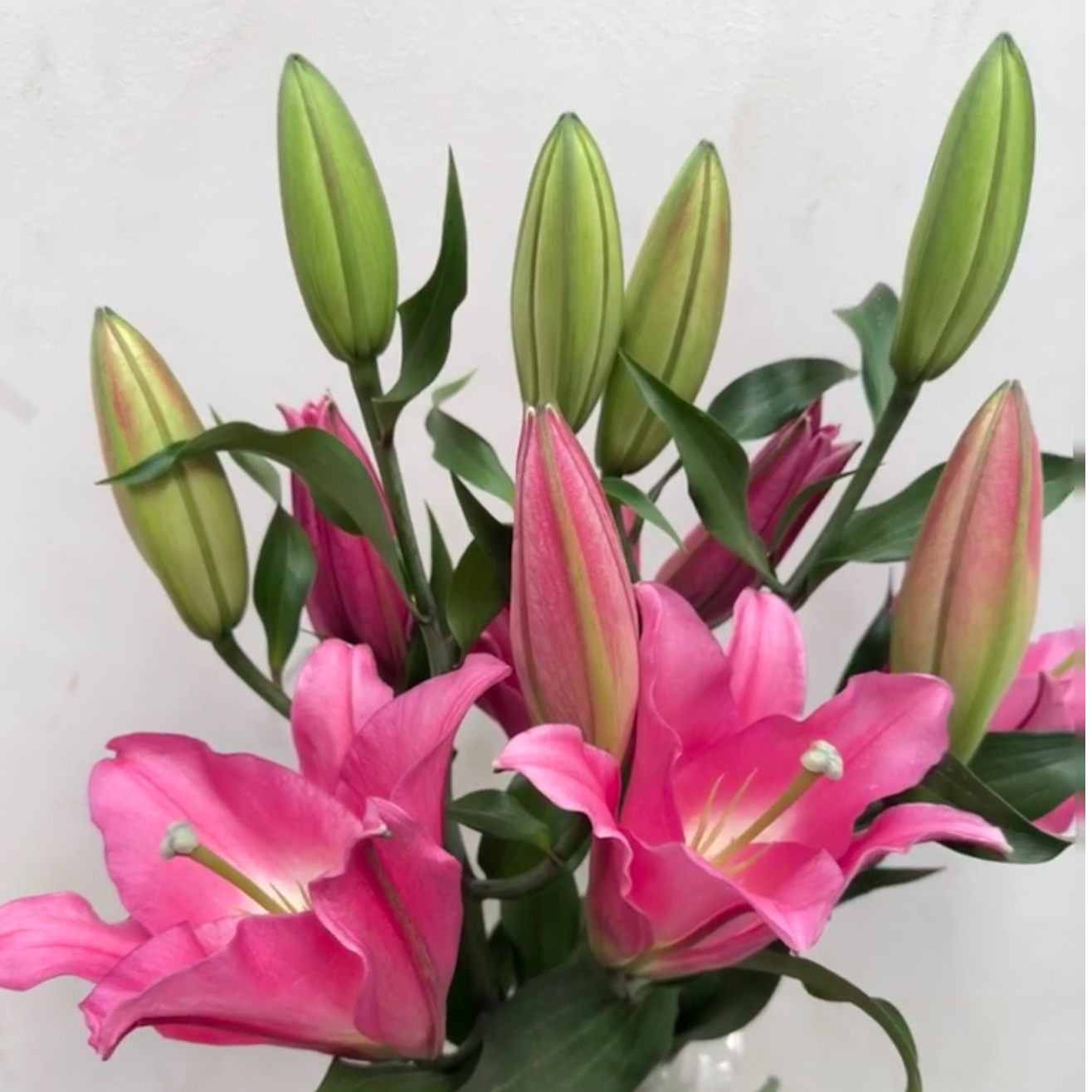 芭蕾特红色香水百合：1单普通快递包邮，2单及以上冷链送配草。