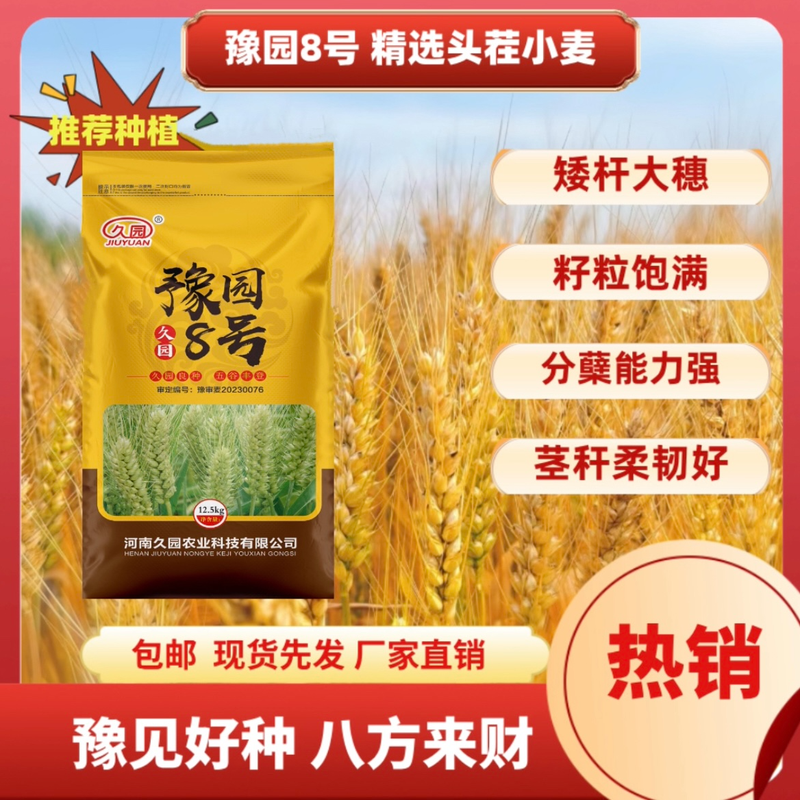 小麦豫园8号矮杆大穗高产抗病抗冻抗旱高产小麦品种种子推荐杭州