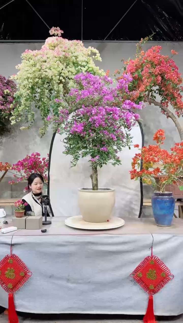 【闪购商品】盆景银边浅紫