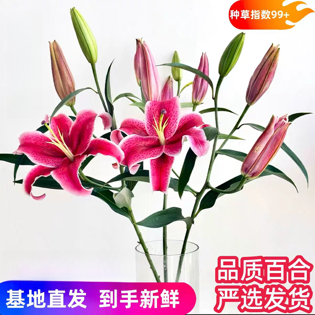 A级黑美人百合鲜花超美大花香水百合恰到好处的香味云南基地直发