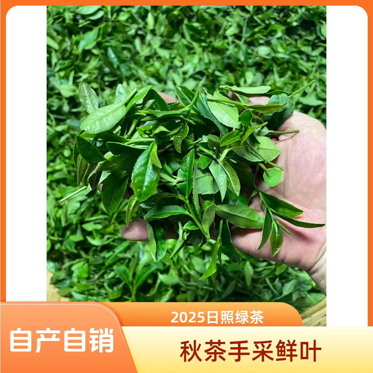2025新茶9月1号日照绿茶秋茶兰花清香高山半手工烘青自产自销