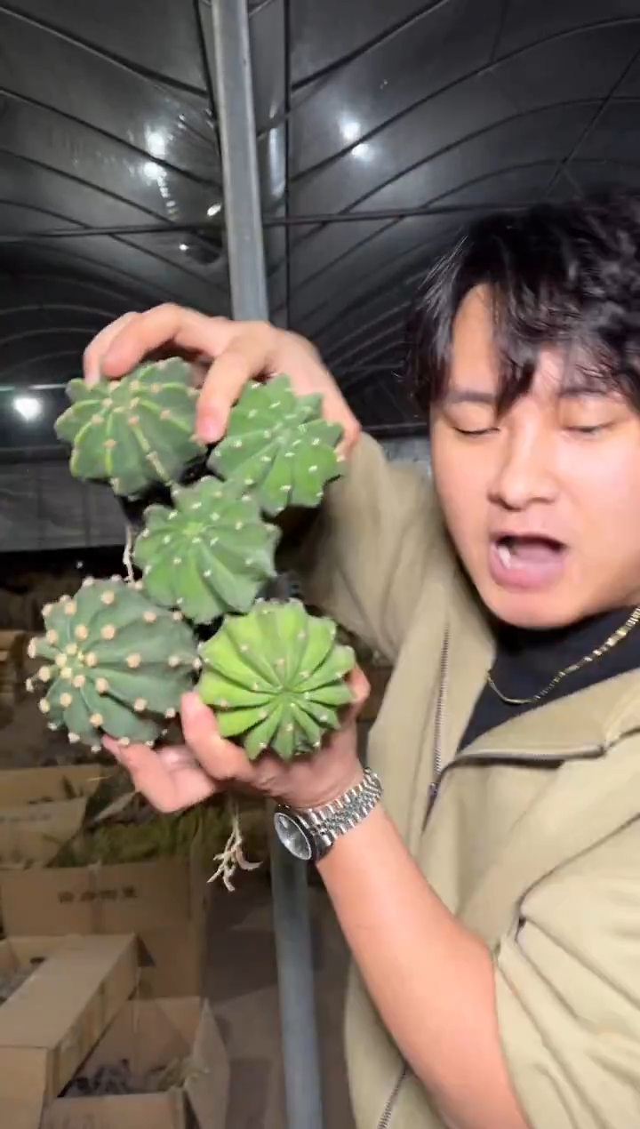 5颗 实生根 短毛丸 4-6cm