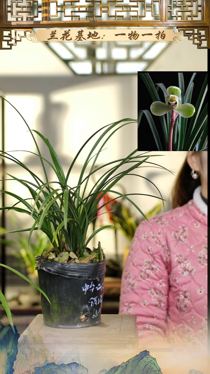 全部花苞中华一品梅