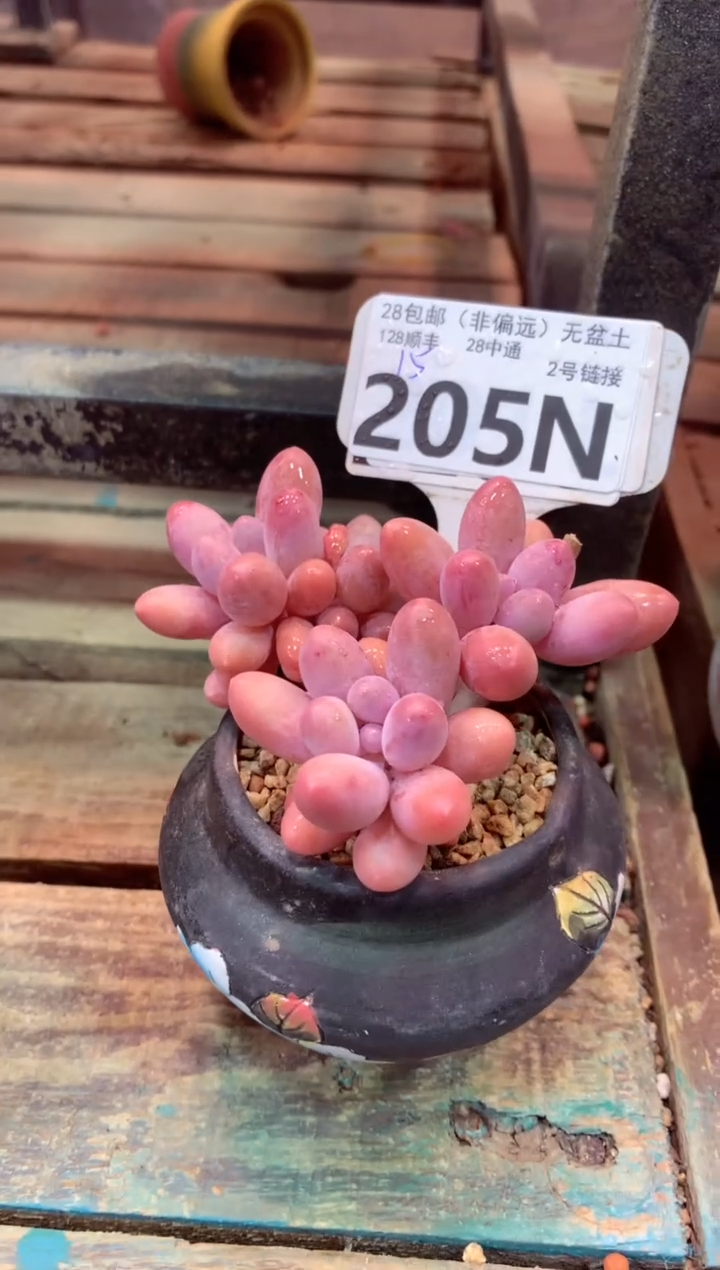 205N（一物一拍，精品多肉，所见即所得 ）