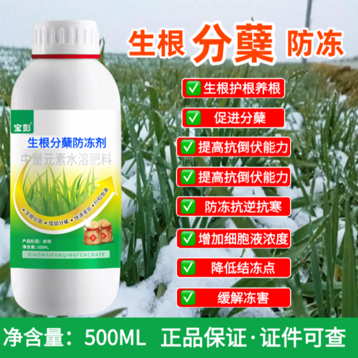 小麦分蘖抗冻促根壮苗防倒春寒抗倒伏增产增收小麦生根叶面肥