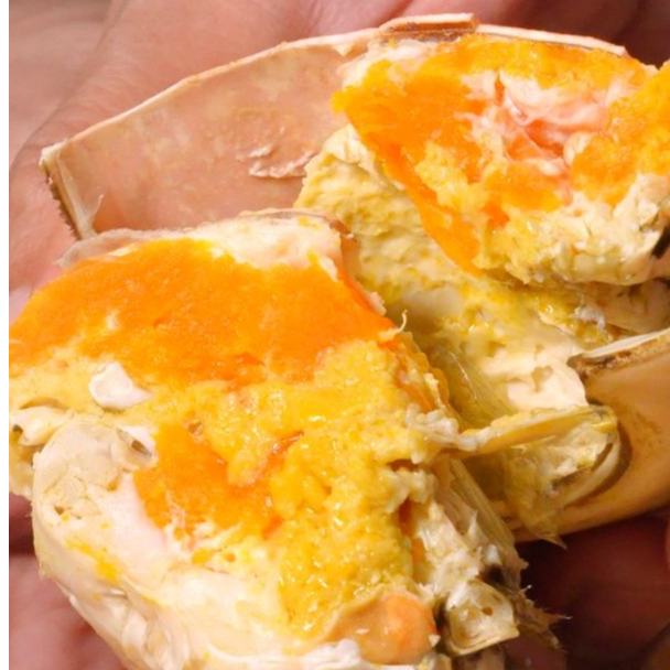 台山黄油奄仔蟹大螃蟹青蟹顺丰包邮螃蟹【广东仅售】【活蟹勿放冰箱】