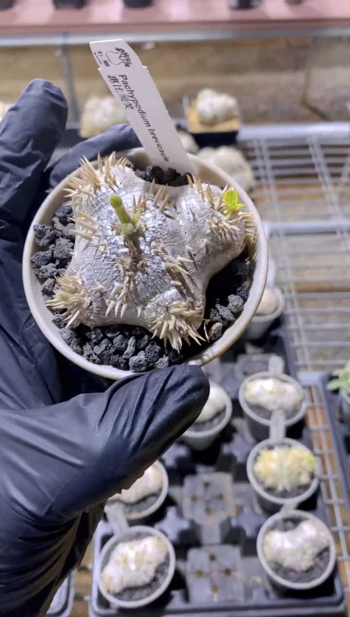 【闪购商品】惠比须笑FB-1030