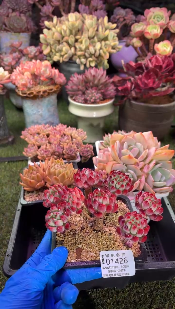 【闪购商品】01426