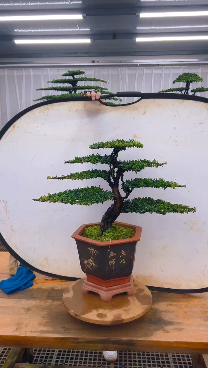 无花朵精品盆景直播间一物一拍