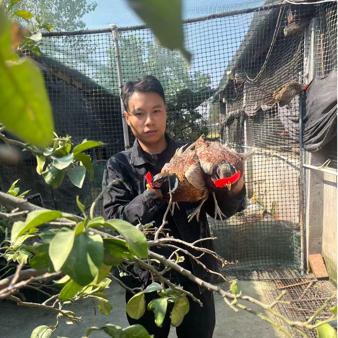 七彩山鸡 宠物鸡 长尾鸡 顺丰包邮