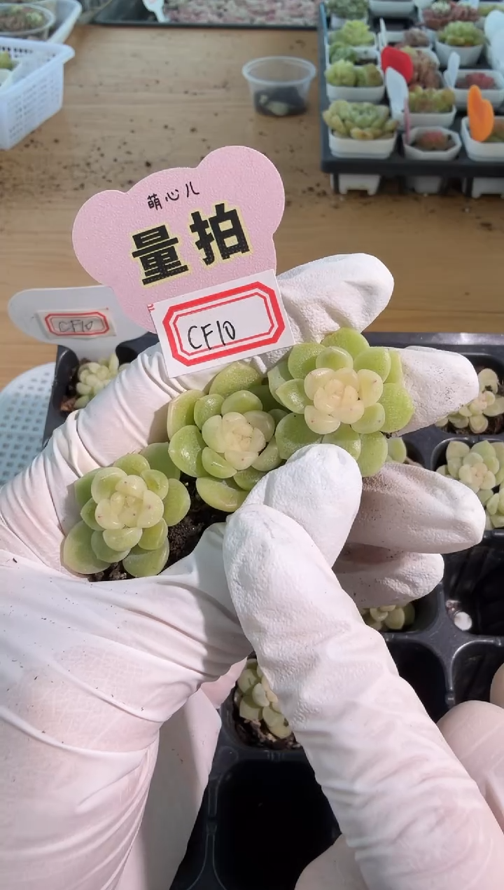 CF10单双混 3颗量拍混发 满9.9包邮