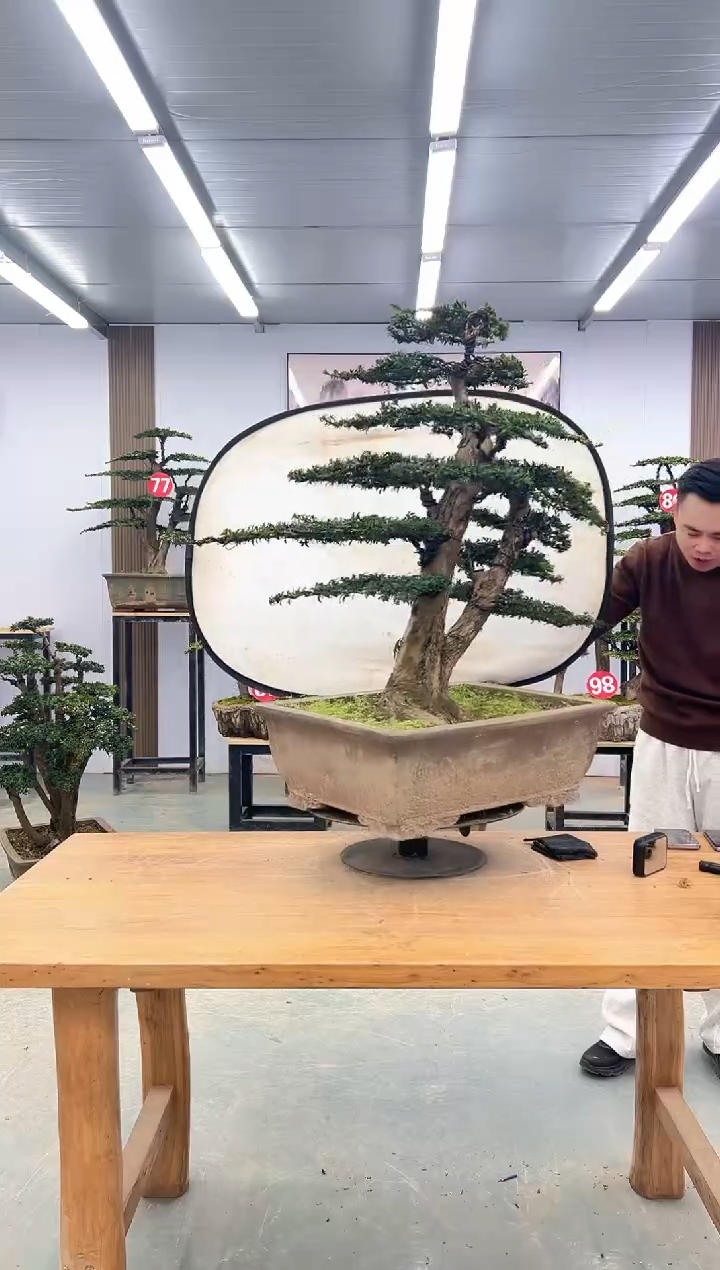 无花朵00000000000000000000000000