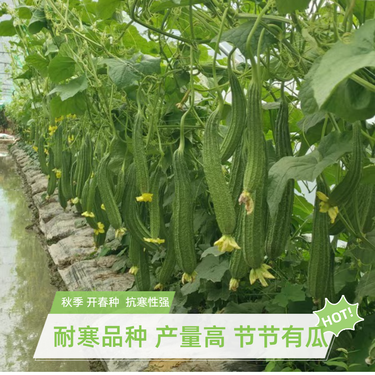 【阿豪推荐】秋播春种耐寒型大花点丝瓜种子产量高【基地专用】抗寒