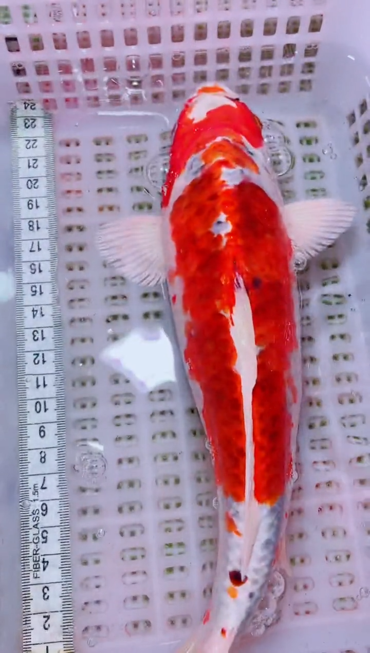 锦鲤血统锦鲤全场包邮180